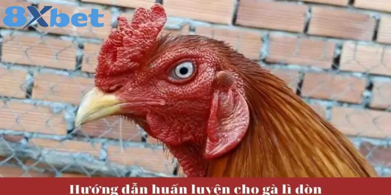 Hướng dẫn huấn luyện gà chọi